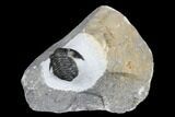 Detailed Gerastos Trilobite Fossil - Morocco #173777-1